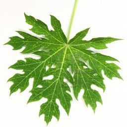 Аюрведа лист папайи