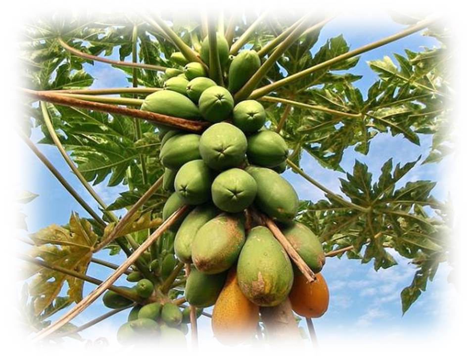 Аюрведа листья папайи